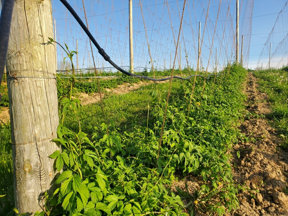 Hops in a hopyard.